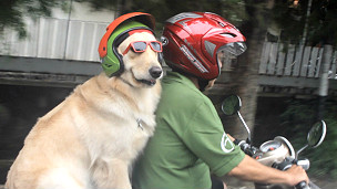 130501172741_ace_the_dog_indonesia_304x171_bbc_nocredit.jpg
