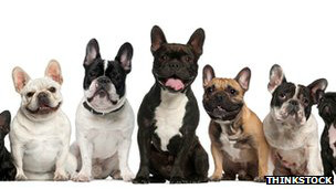 130512115409_dogs_304x171_thinkstock_nocredit.jpg