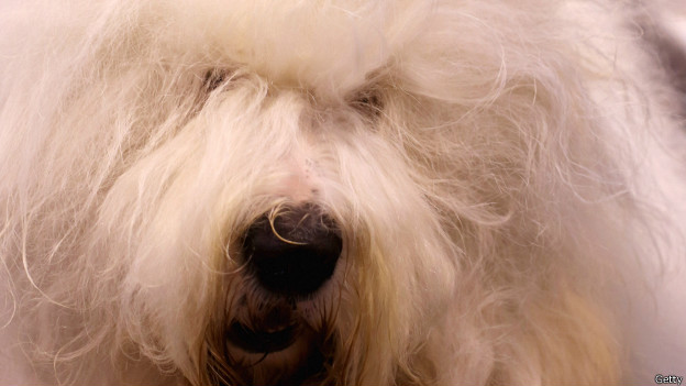 130514174230_perro_blanco_624x351_getty.jpg