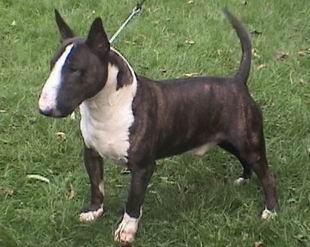 razas_comp_bull%20terrier_bullterrier01.jpg
