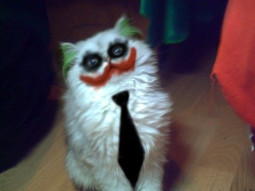 Why-so-serious-Joker-cat.jpg