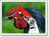 09-pollo-transgenico.jpg