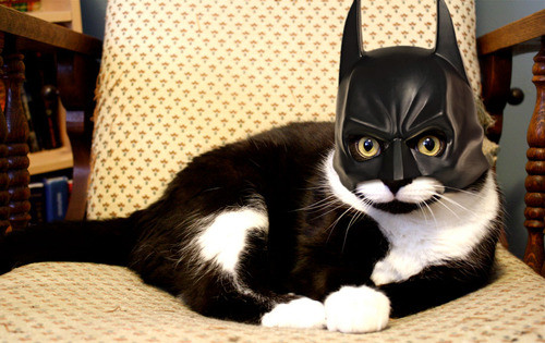 batman-mask-for-cats.jpg