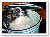 10-perro-cena.jpg
